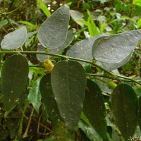 Phyllanthus retroversus (Wight) Chakrab. & N.P.Balakr.